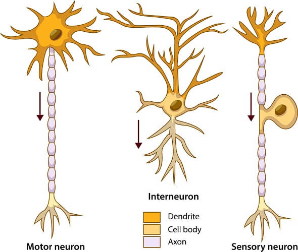 Neuron Diagram